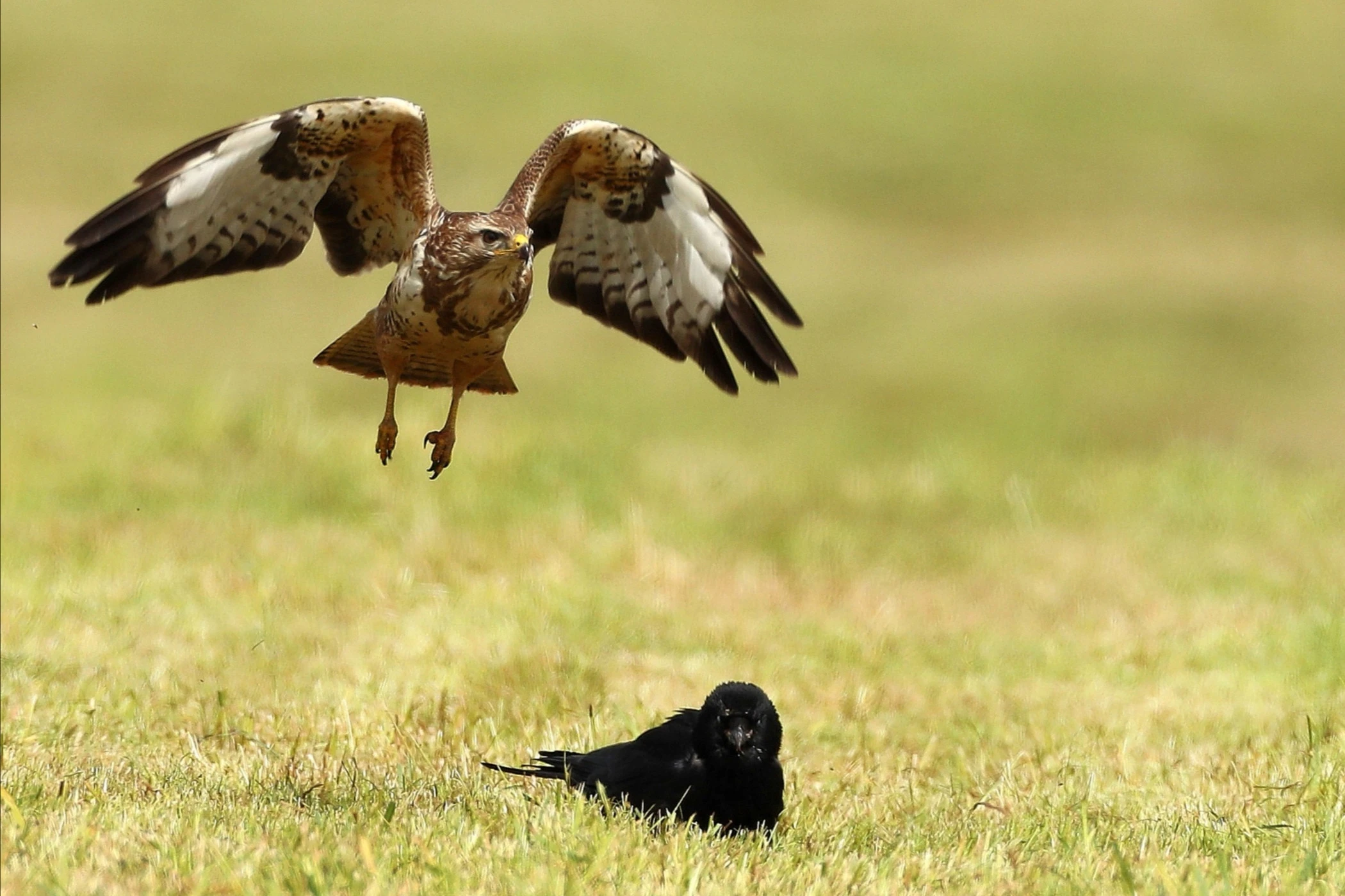Tiere, Landschaft & Natur