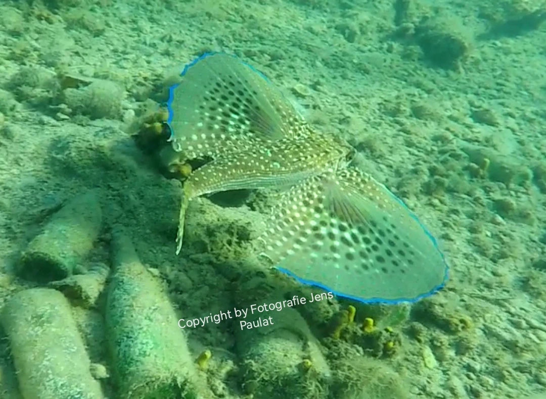 Unterwasserfotografie Unterwasserfotografie